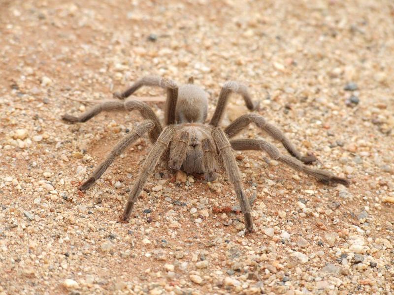 Selenocosmia_stirlingi_D4213_D_88_Alice Springs_Australie.jpg